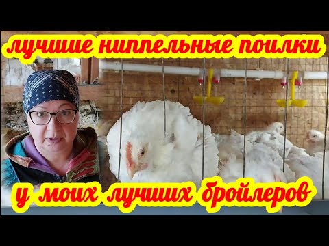 Видео: Лучшие ниппельные поилки для бройлеров и кур. Как собрать ниппельную поилку за 5 минут.