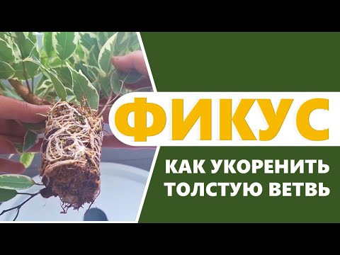 Видео: ФИКУС: размножение воздушной отводкой. Как укоренить толстую ветку / ствол