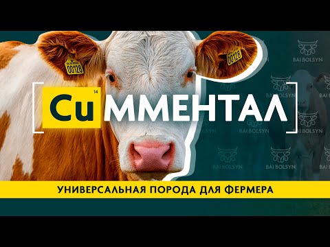 Видео: Симментал — баланс между мясом и молоком для фермера. Содержание, рацион, надои и привесы