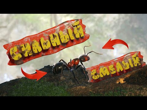 Видео: ОДИН ДЕНЬ ИЗ ЖИЗНИ МУРАВЬЯ(#1)➤Empire of the Ants#gaming #youtube #gameplay #ants #lososgame #games