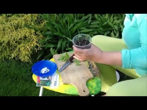 Видео: КАК РАЗМНОЖИТЬ КЛЕМАТИС - черенкование клематисов