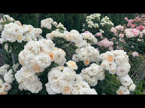 Видео: Цветение роз. Прогулка по саду. Июнь 2024