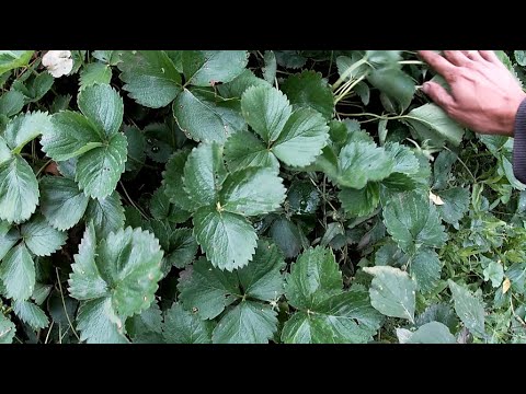 Видео: Итоги по рассаде клубники. Заработок и затраченное время