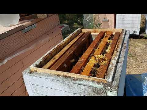 Видео: Августовские отводки на 3 рамки в ЄППС корпусах на 6 рамок