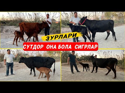 Видео: СУТДОР ОНА БОЛА СИГРЛАР АЗВМАТ ОГА  7-ОКТАБРЬ