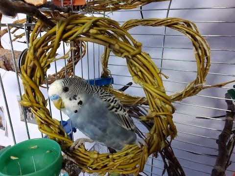 Видео: Волнистый попугай. Обустройство клетки, стенд, питание