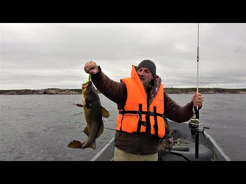 Видео: Рыбалка на треску и КИТЫ белухи в Карелии на Белом море.