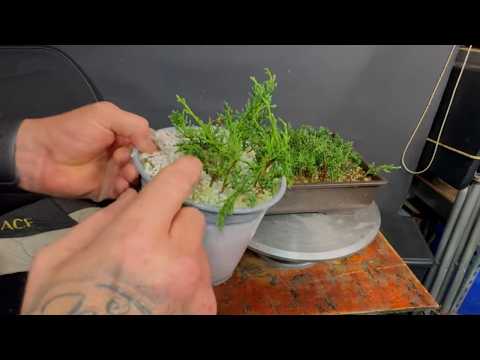 Видео: Выжили ли мои черенки? Давайте узнаем!