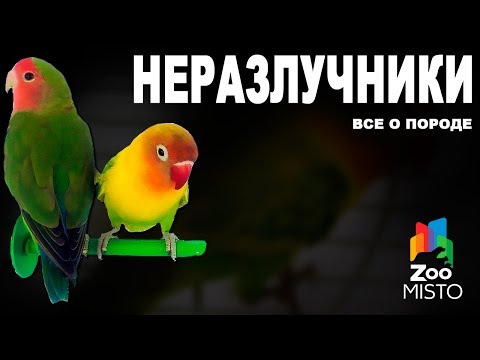 Видео: Неразлучники - Все о породе попугаев | Попугай породы - Неразлучник