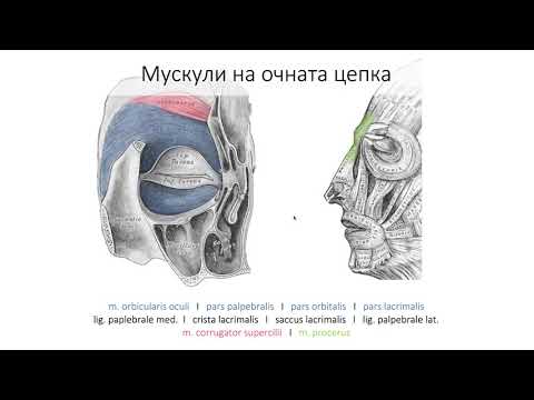 Видео: Мимически мускули – Musculi faciei (6:53) ┃teoriyata.com
