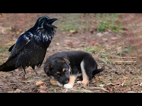 Видео: Сердце стариков и детей разрывалось от того, что сотворил ворон с этим щенком
