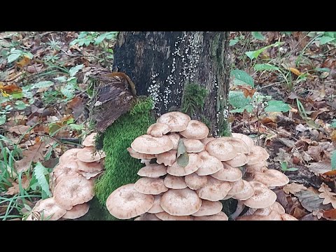 Видео: Грибная Охота: опята и др. Часть 2. Осень 08.10.2024. Открываем новые Грибные Места: с. Черниговское