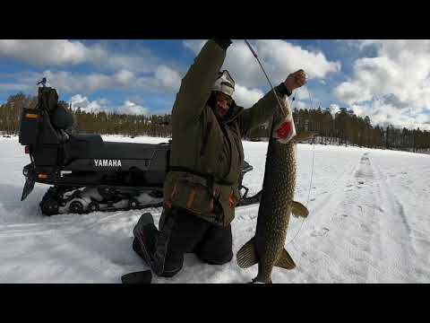 Видео: Северная Карелия,рыбалка,апрель, жерлицы.