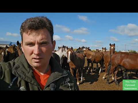 Видео: Жеребцы породы Русский тяжеловоз. В гостях на коне ферме.