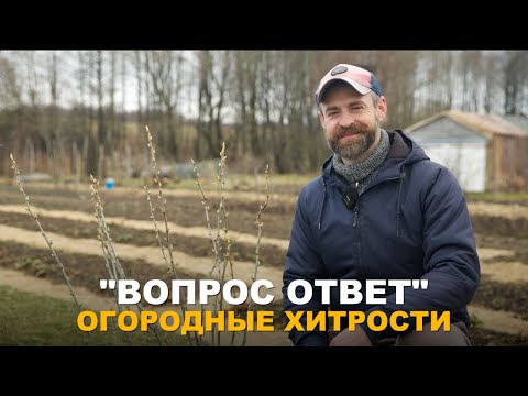Видео: РУБРИКА "ВОПРОС-ОТВЕТ": Отвечаю на ваши вопросы о малине, сеянцах, розах и опилках.