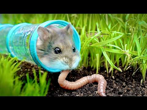 Видео: Проверяем навыки выживания хомяка!