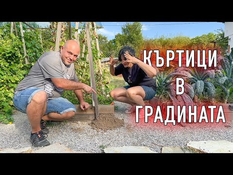 Видео: Къртици в градина с повдигнати лехи! Какво да направим?