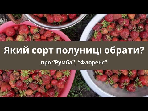 Видео: Який сорт полуниці  обрати  "Румба" чи "Флоренс"?