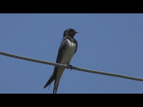 Видео: д. 2-я Фёдоровка-Ласточка - душа.