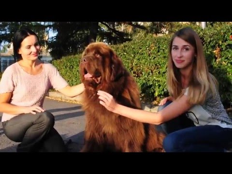 Видео: Собаки породы Ньюфаундленд, выпуск 1