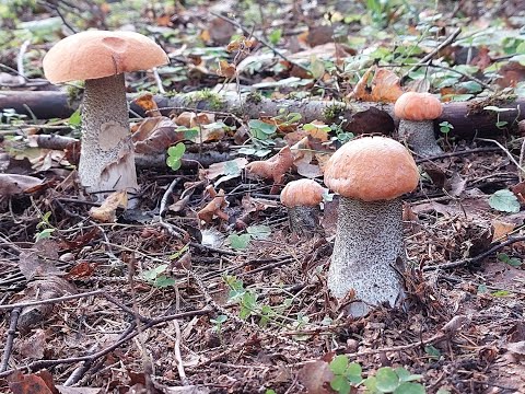 Видео: Лес в котором много грибов! Грибной год!