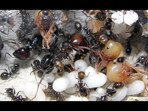 Видео: Охота муравьев Messor barbarus!