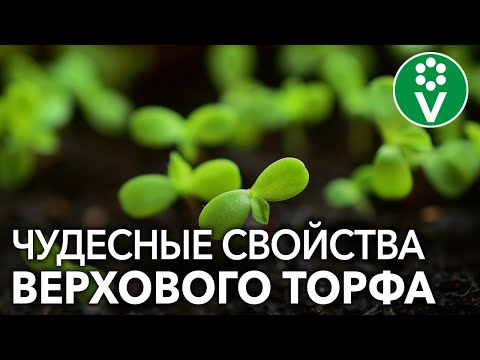 Видео: ТОРФ спасет рассаду от черной ножки! И это еще не всё...