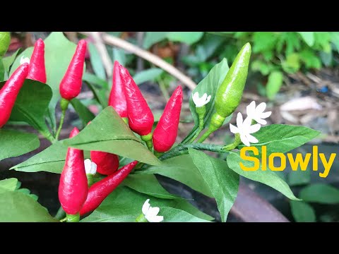 Видео: ABC TV | Как сделать бумагу для перца чили (медленно) - Учебник по рукоделию