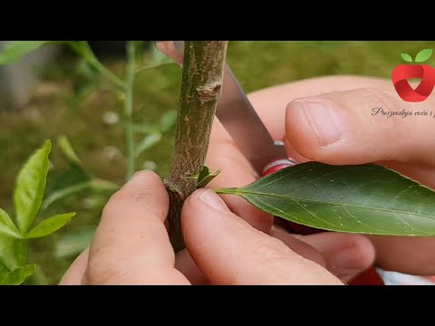 Видео: Прививка лимонов, апельсинов и мандаринов на одно дерево - вот как это сделать