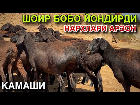 Видео: БУГУНГИ НАРХЛАР! 17 СЕНЬЯБР ХИСОРИ КУЙ НАРХЛАРИ 2025. НАРХЛАР ТУШИБ БОРМОКДА!