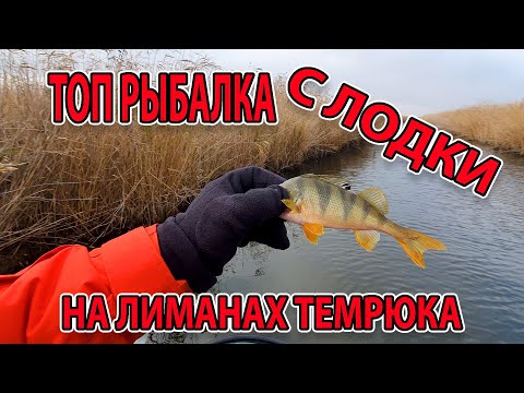 Видео: СУПЕР РЫБАЛКА НА ХИЩНИКА С ЛОДКИ В ЛИМАНЕ ТЕМРЮКА 89298303505
