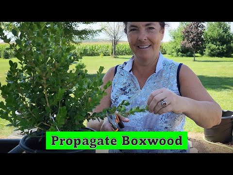 Видео: 🌿Как размножить самшит с помощью обновлений. #zone4 #садоводство #размножение