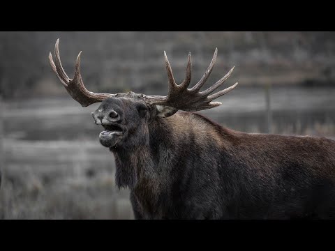 Видео: одно другому не мешает!!@Егерь762