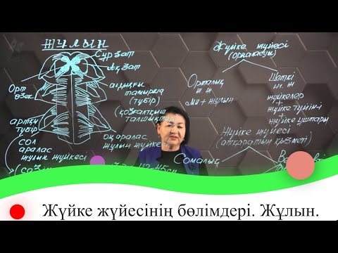 Видео: Жүйке жүйесінің бөлімдері. Жұлын. 7 сынып.