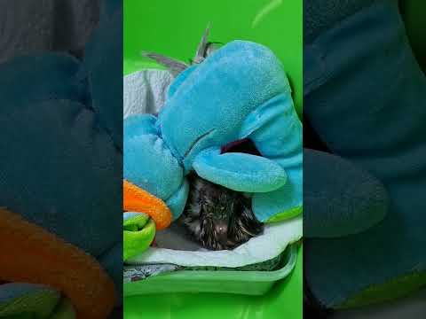 Видео: #birds #смешныепопугаиговорящие попугайша Гита едим с удовольствием лаваш