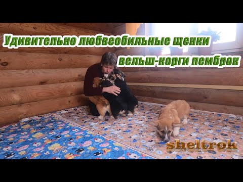 Видео: Удивительно любвеоби́льные щенки вельш-корги пемброк.