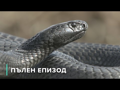 Видео: Студенокръвните крале: Влечуги, змии и гущери | Африка: Зъби и нокти 104