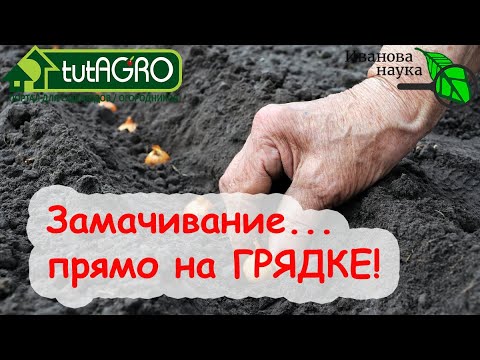 Видео: ОБРАБОТАЙТЕ ТАК ЗЕМЛЯНИКУ,  СЕМЕНА, ЛУК-СЕВОК, КЛУБНИ и... ПОЛУЧИТЕ ТРОЙНОЙ УРОЖАЙ!!!