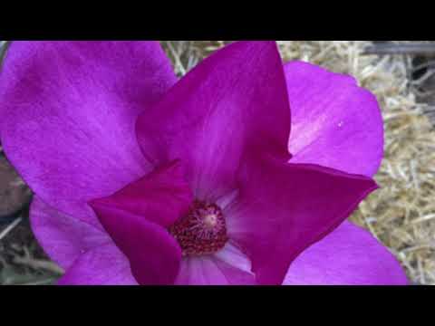 Видео: Магнолия Клеопатра (Cleopatra) 2