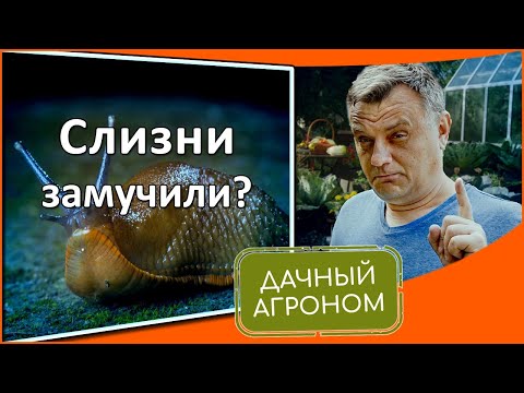 Видео: Никаких больше слизней! ПРОВЕРЕННЫЕ СРЕДСТВА и способы от эксперта