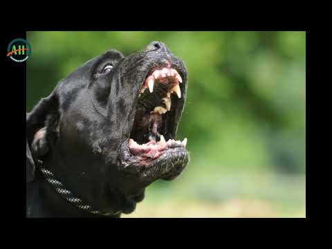Видео: Хамгийн хүчтэй хазалттай 10 нохойн үүлдэр | TOP 10 DOGS WITH STRONGEST BITE FORCE