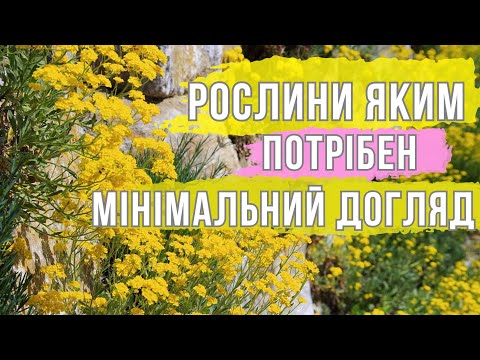 Видео: Рослини для малодоглядного саду / Цим рослинам потрібен мінімальний догляд