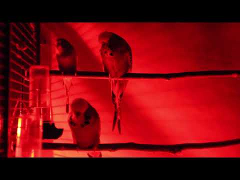 Видео: Волнистые попугаи - гиганты и карлики. Выставочный и без ГМО. Серия 20.