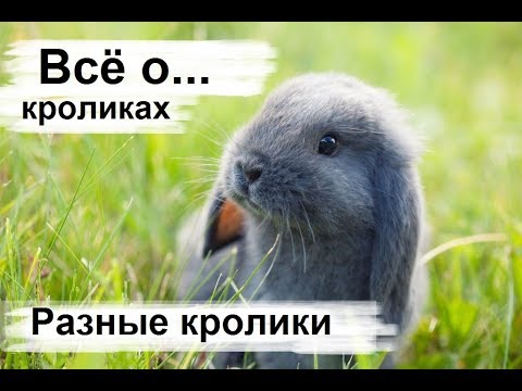 Видео: Разведение кроликов. Декоративные карликовые кролики, породы кроликов