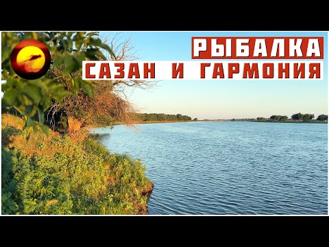 Видео: Рыбалка! ЗДЕСЬ ВСЕГДА ТИХО / Ловля Речного Сазана