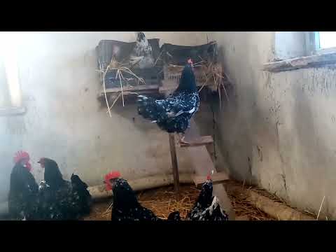 Видео: ЧЕРНОПЕСТРЫЙ АВСТЛОРОРП, РЕЗЕРВНЫЕ ПЕТУХИ!!!!!