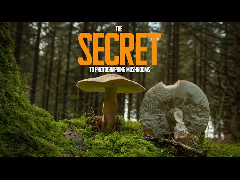 Видео: Почему фотографии грибов нечеткие и как это исправить