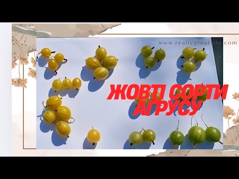Видео: Сорти аґрусу жовтого кольору 