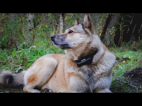 Видео: ЖИЗНЬ В ТАЙГЕ. ОСЕННЯЯ РЫБАЛКА. ТЯЖЁЛАЯ ОХОТА