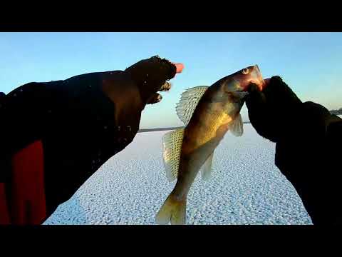 Видео: РЫБАЛКА НА СУДАКА.ЛОВЛЯ СУДАКА НА ТЮЛЬКУ.река ВОЛГА.